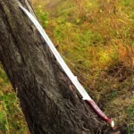 Hadhafang Sword of Arwen From LOTR